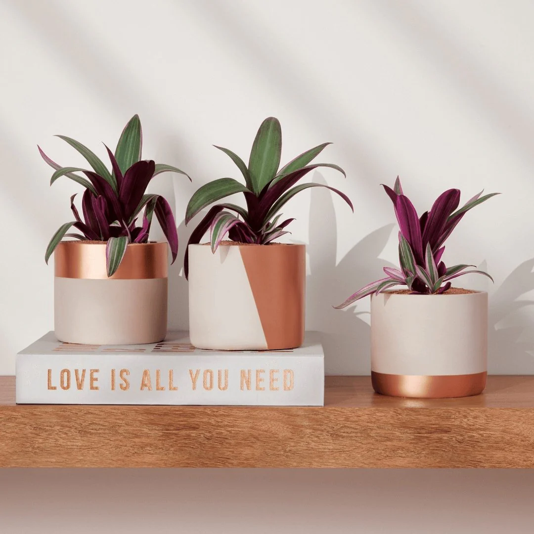 Caixa Livro All You Need Is Love Cinza E Rose Gold 30 x 30 x 5 cm - Image 3