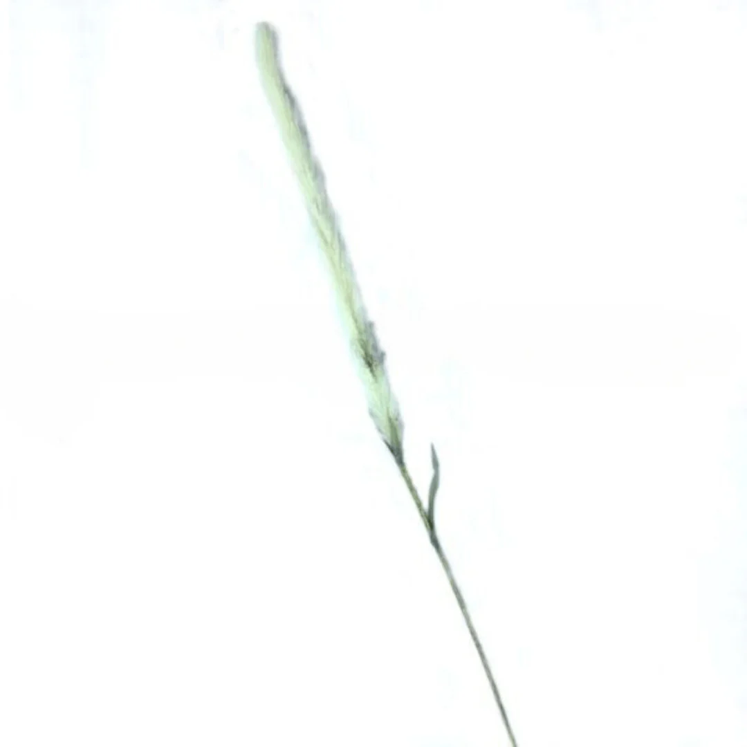 Haste de Trigo Creme 104cm