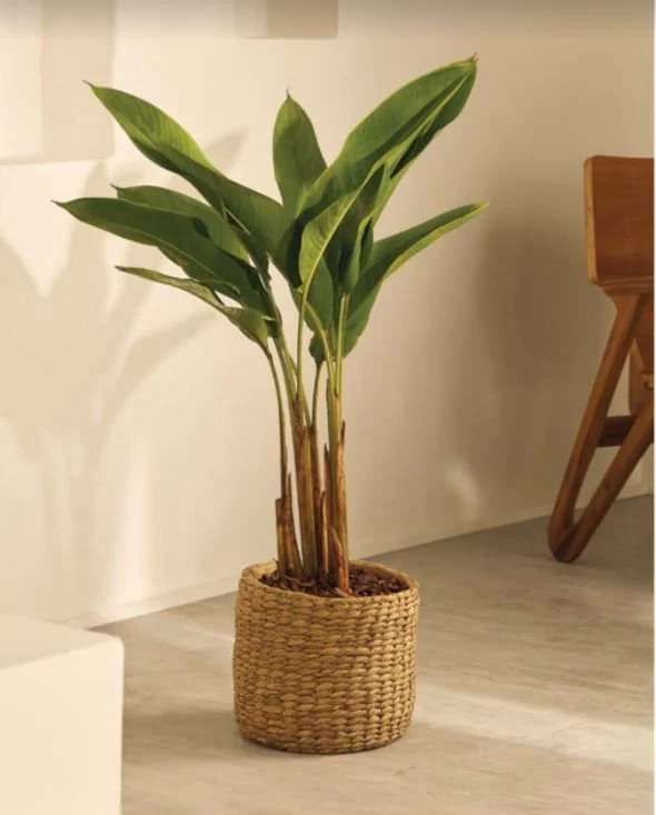 Vaso Cachepot em Cimento Estilo Cordas Claro 27 cm - Image 2